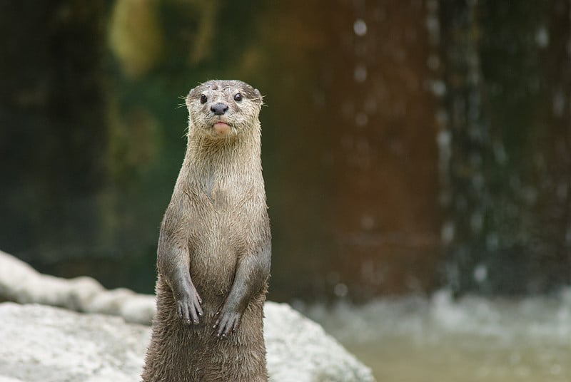 水獭