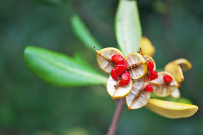 Pittosporum tobira