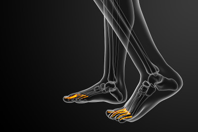 趾骨足的3d渲染医学插图