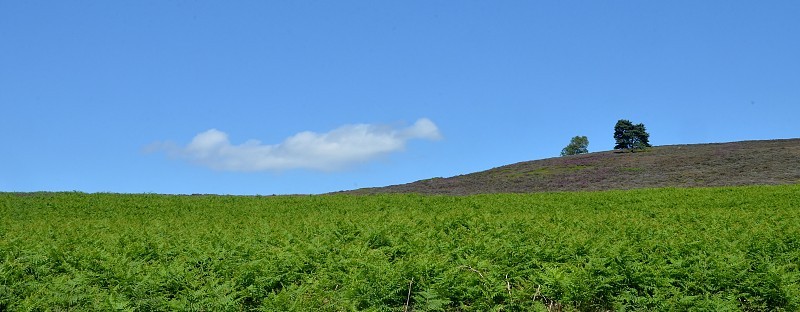 北部约克郡荒原