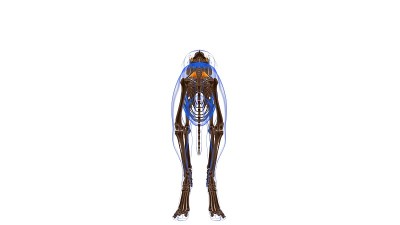 尾骨肌狗肌肉解剖医学概念3D插图
