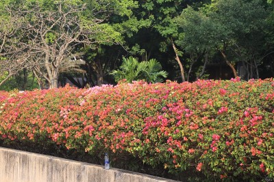 花园里的鲜花