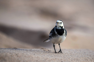 美丽的花斑鹡鸰 (Motacilla alba) 肖像
