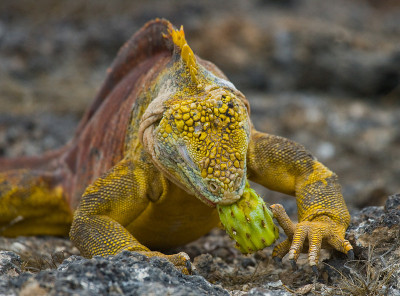 The land iguana eats a cactus.