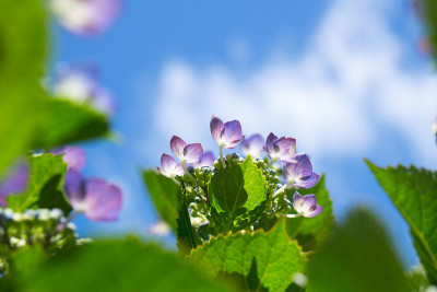 绣球花在晴朗的天空