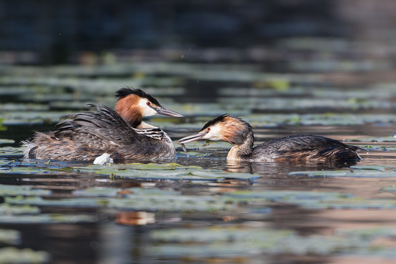 大冠毛鸊鷉(Podiceps cristatus)喂养它的幼鱼。