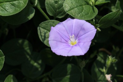 “蓝色岩石旋花”的花-旋花