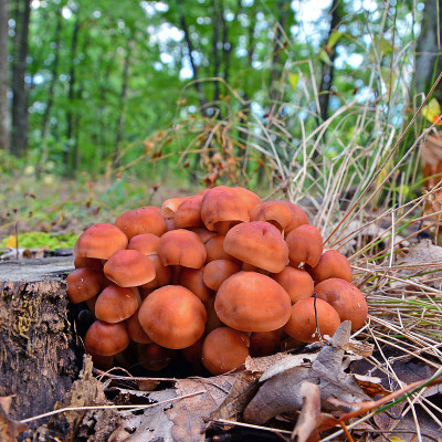 gymnopus fusipes蘑菇