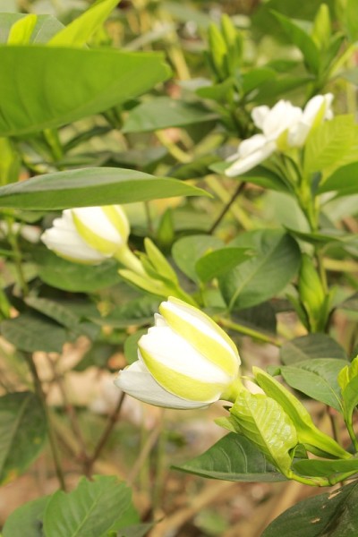 白色花栀子茉莉花深绿色的叶子