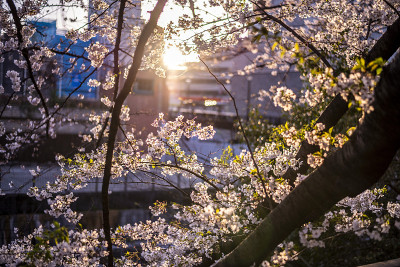 樱花