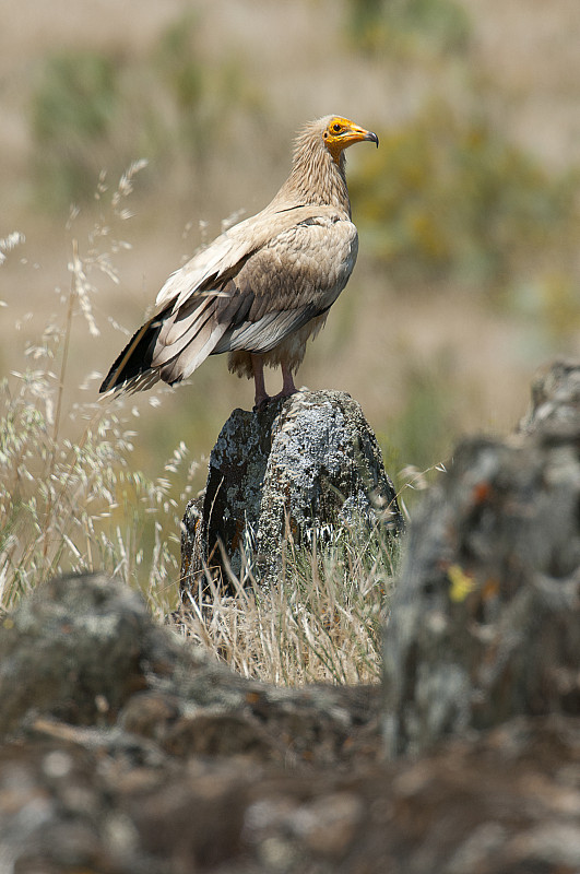 埃及秃鹫(Neophron percnopterus)，西班牙，肖像栖息在岩石上