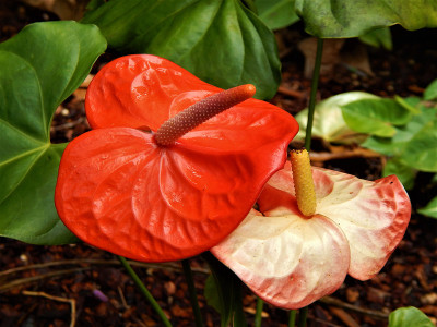 红掌在夏季花序