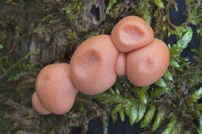 狼奶黏液霉菌