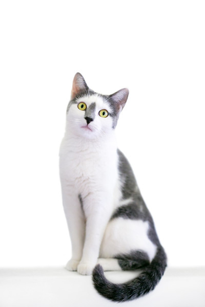 一只灰白相间的家短毛猫坐在那里看着摄像机