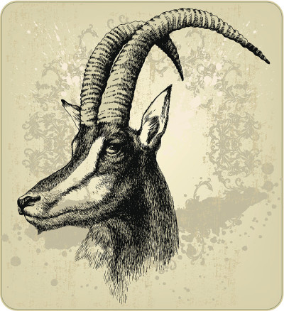Hippotragus尼日尔,手工绘画。矢量图