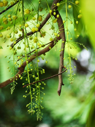 黄金雨