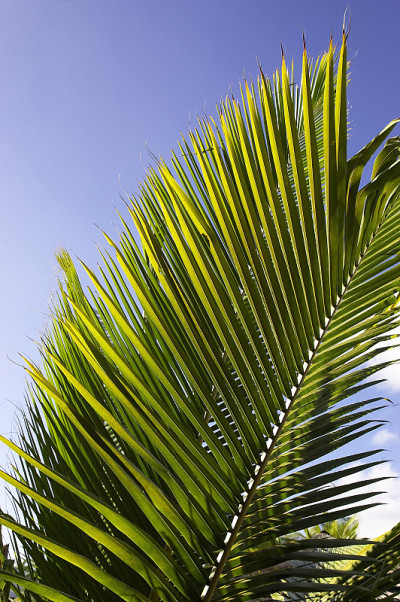 Palmtree棕榈叶