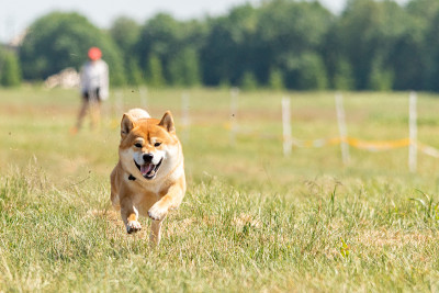 柴犬在球场上进行饵跑比赛