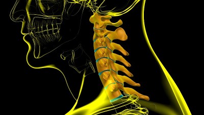 人体骨骼脊柱颈椎解剖3D