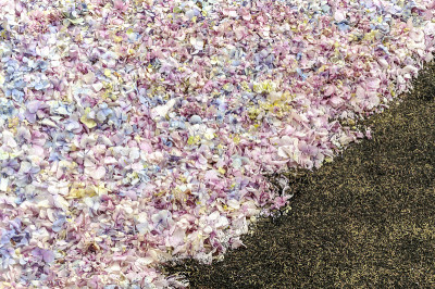 花瓣的花