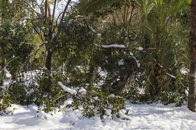在雪后一个阳光明媚的日子里，树枝从积雪的重压下掉落