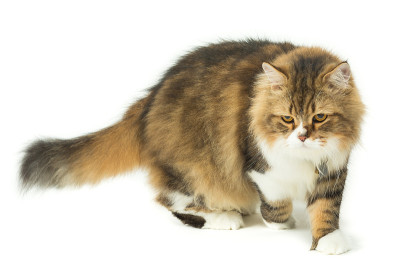 波斯猫