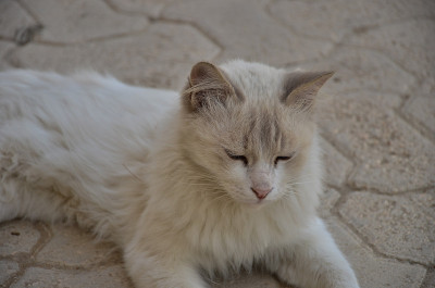 猫