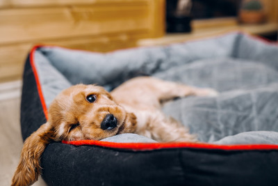 篮子边的可卡犬小狗