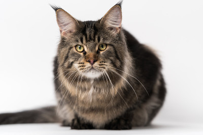 正面视图肖像鲭鱼斑纹缅因猫躺在白色的背景。影棚拍摄