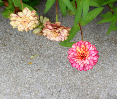 Zinnia花