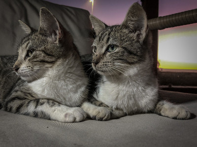 小猫虎斑猫试图睡觉