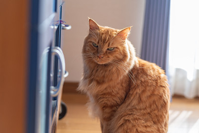 猫