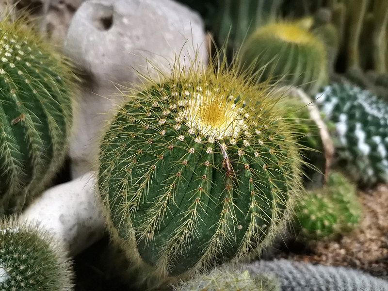 仙人掌属植物为仙人掌科双子叶植物。