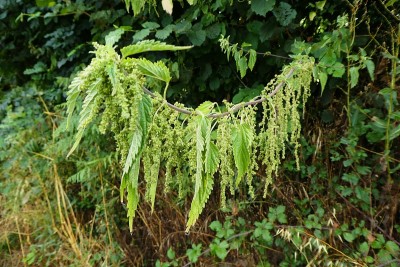 大荨麻