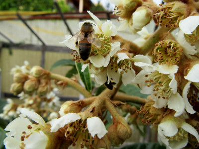 蜜蜂在花枇杷上