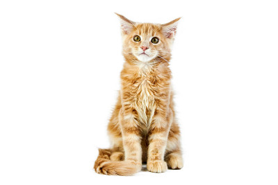 缅因猫，孤独