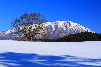 岩手山和仓樱桃树