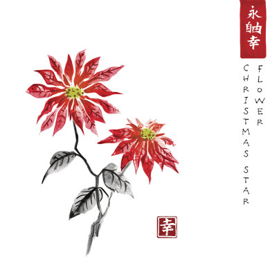 墨水手绘的一品红。