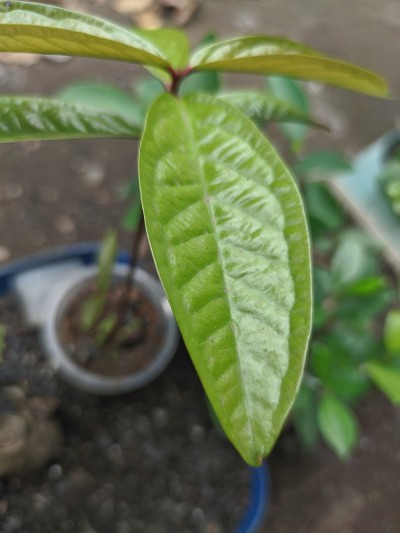 芒果树芽