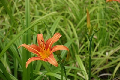 黄花菜艳丽的花蕾