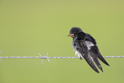 年幼的家燕(Hirundo rustica)栖息在铁丝网上等待喂食。