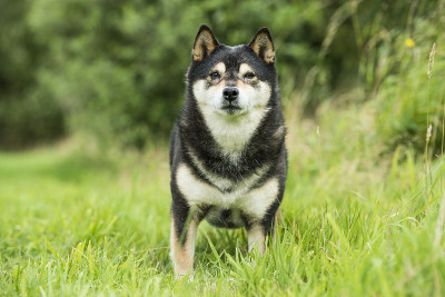 柴犬