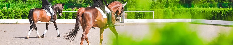 穿着黑色制服的盛装舞步马匹和骑手。