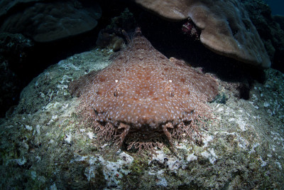 流苏Wobbegong