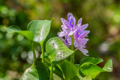 普通水葫芦-凤眼莲