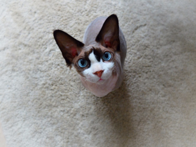 猫在爱