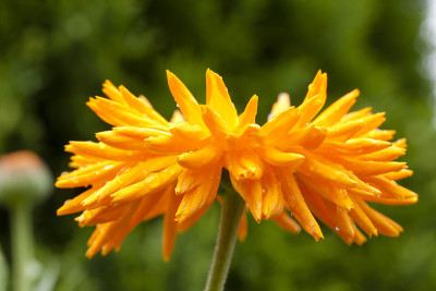 金盏花大，特写