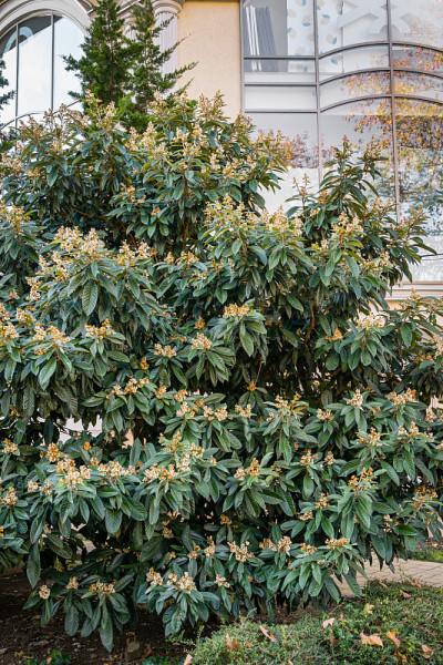 美丽的樱花日本枇杷(枇杷Japonica)在秋季索契城市公园。