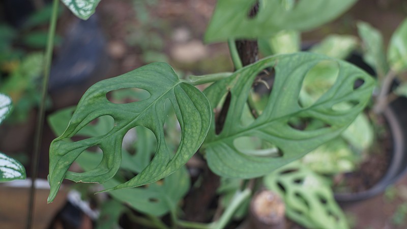 绿色观赏植物巨兽