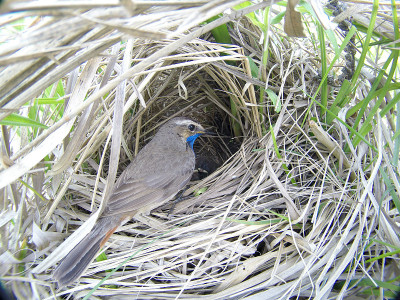 Luscinia svecica。大自然中蓝喉鸟的巢穴。